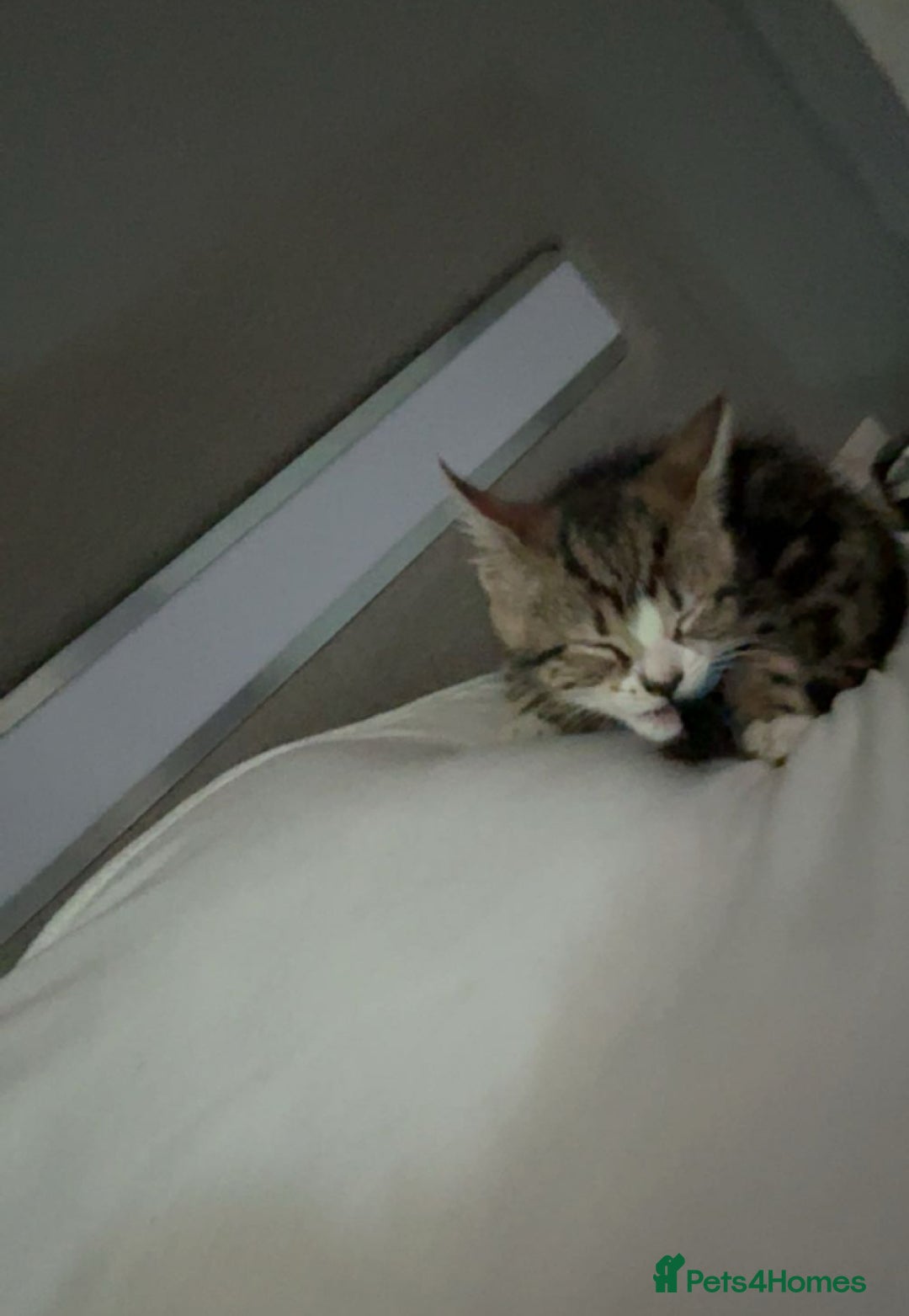 Domestic Shorthair cats for sale: Her name biscuit  - Image 5