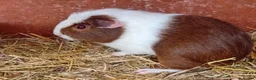 Guinea Pig rodents for sale: Brothers for sale - Advert 4