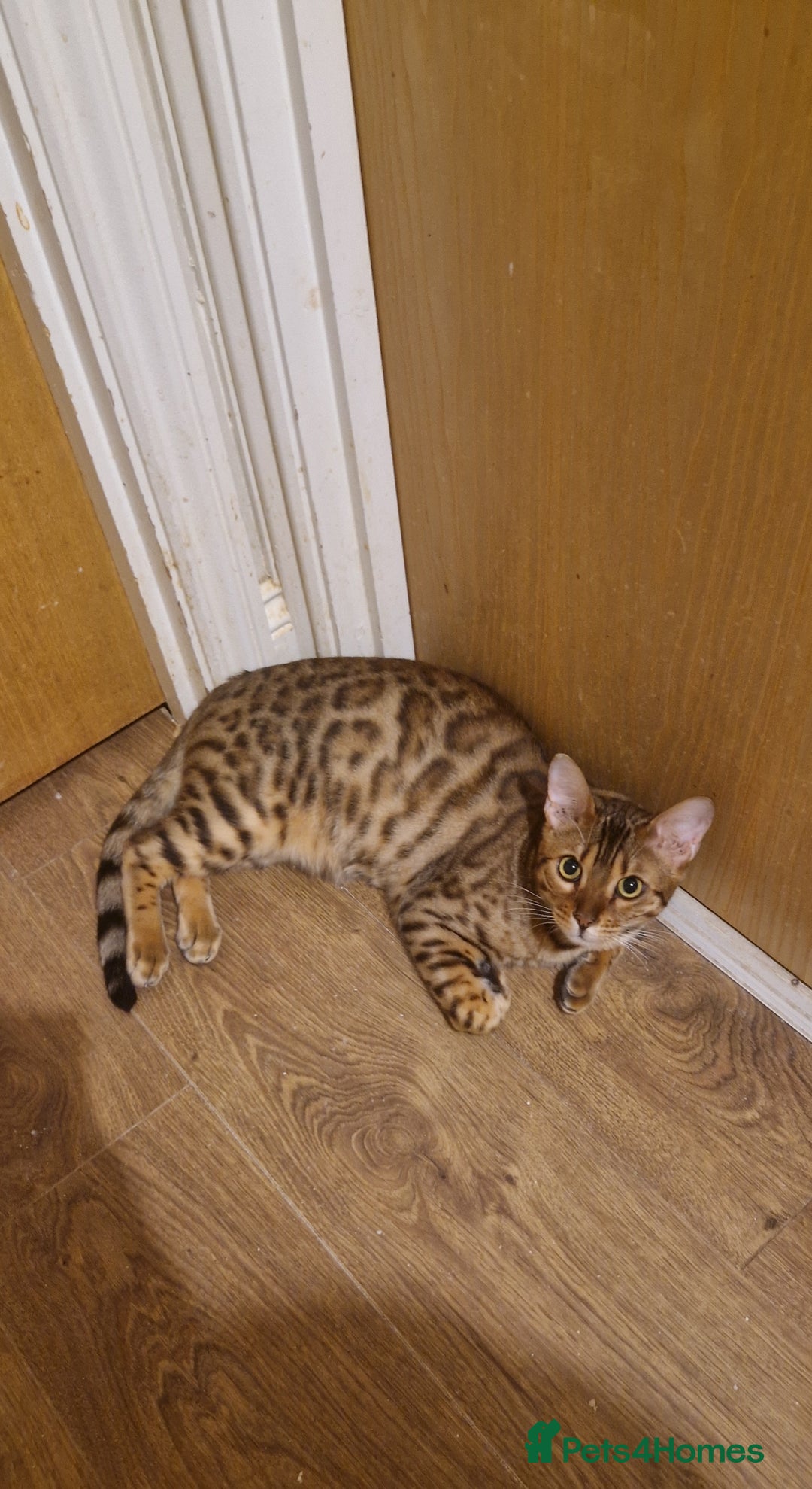 Bengal cats for sale: Pure Bengal Boy❤️ - Advert 8