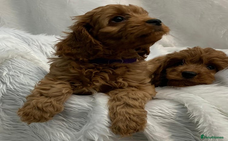 Cavapoo dogs - Advert 15