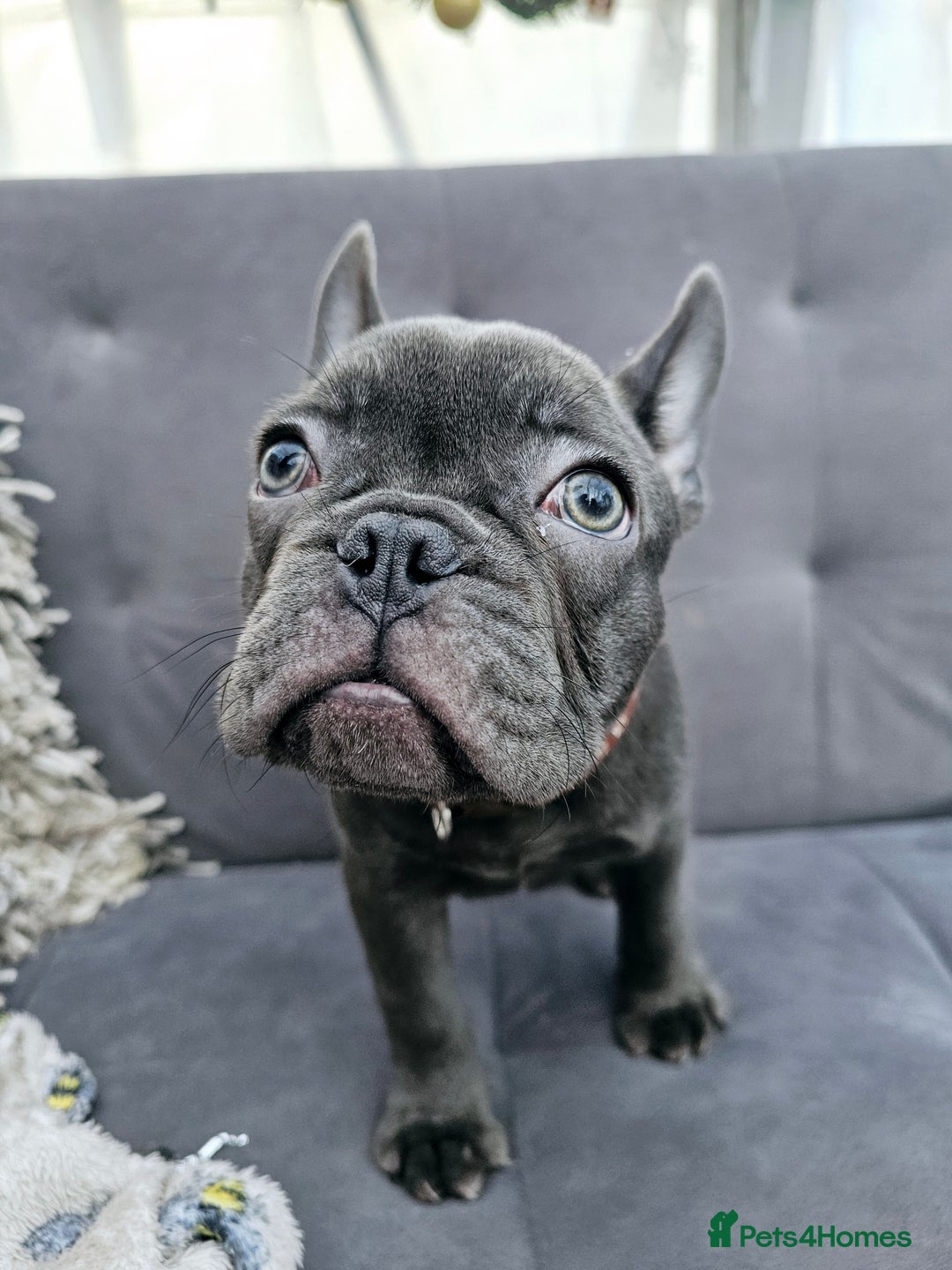 French Bulldog dogs for sale: French bulldog puppies  - Advert 11