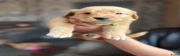 Golden Retriever dogs for sale: Beautiful golden retriever puppies  - Advert 22
