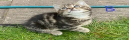 European cats for sale: 3 kittens for sale - Advert 17