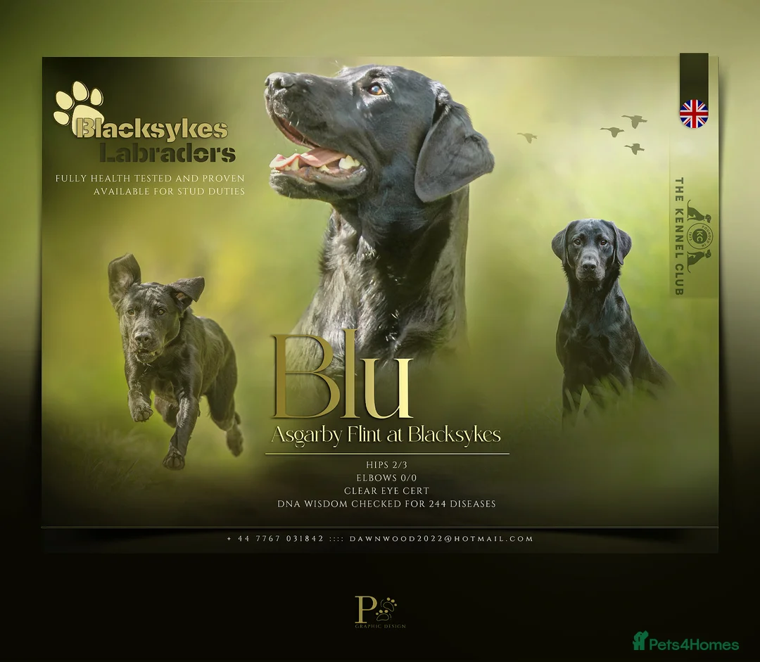 Labrador Retriever dogs for stud: Fully health tested KC Regestered Labrador Stud in Newark - Advert 3