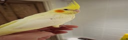 Cockatiels birds for sale: Hand Reared Lutino Cockatiel - Advert 2