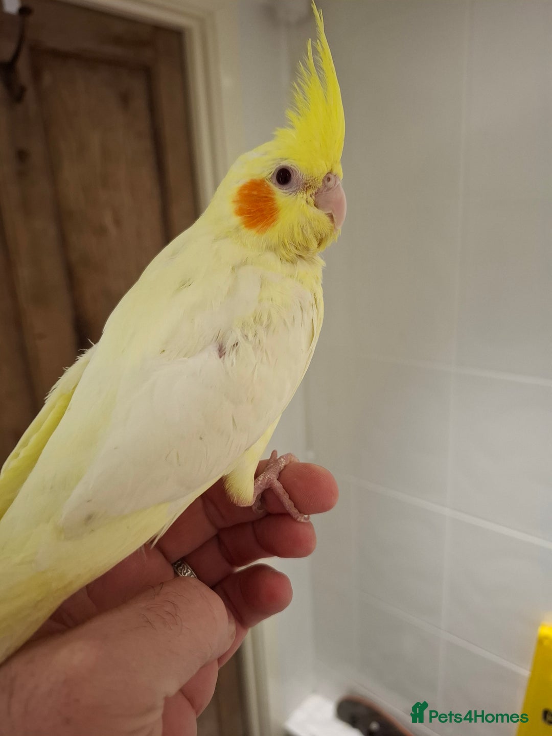 Cockatiels birds for sale: Hand Reared Lutino Cockatiel - Advert 2