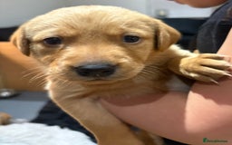 Labrador Retriever dogs for sale: Beautiful kc registered fox red labs - Image 8