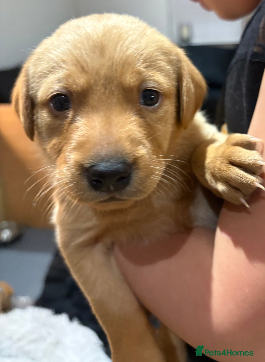 Labrador Retriever dogs for sale: Beautiful kc registered fox red labs - Image 8