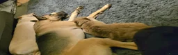 Mixed Breed dogs for sale: Mali cross shepard  - Advert 8