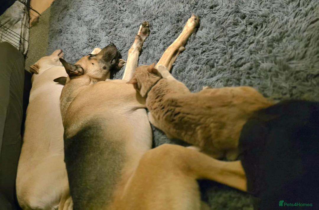 Mixed Breed dogs for sale: Mali cross shepard  - Advert 8