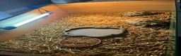 Hermann Tortoise reptiles for sale: Pair of female Horsefield (Russian)And cage  - Advert 7