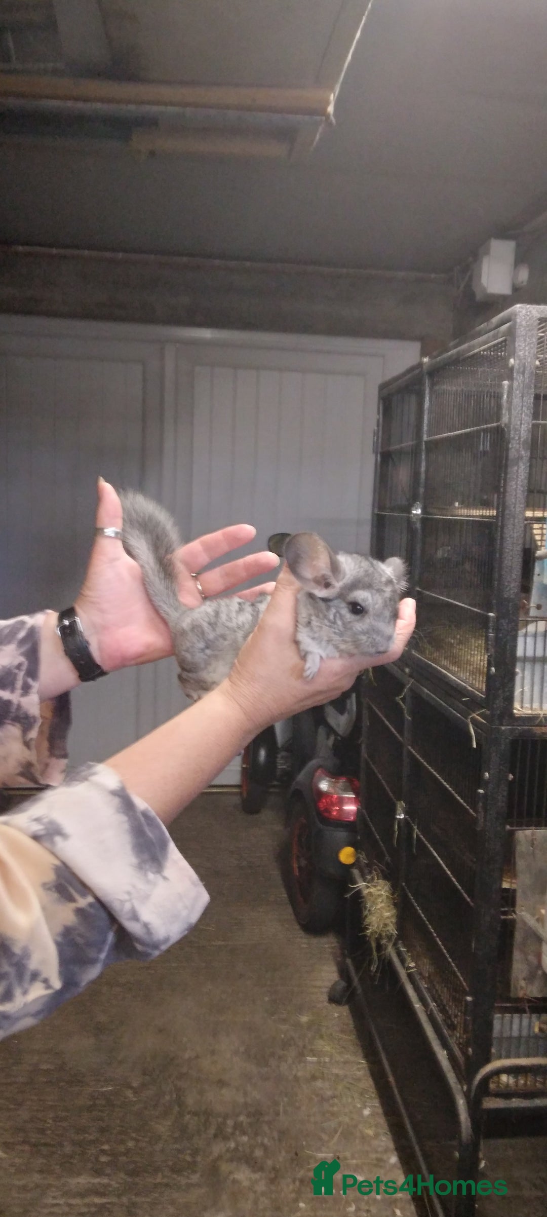 Chinchilla rodents for sale: Baby female grey Chinchilla for Sale - Image 1