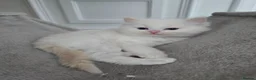 Ragdoll cats for sale: Stunning European bloodline kittens - Advert 11