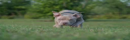 American Bully dogs for sale: Lushion x LaGerza Pocket Bully Puppies  - Advert 4