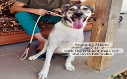 Mixed Breed dogs for adoption: Miami, 1 yr approx. Available for adoption. - Image 4