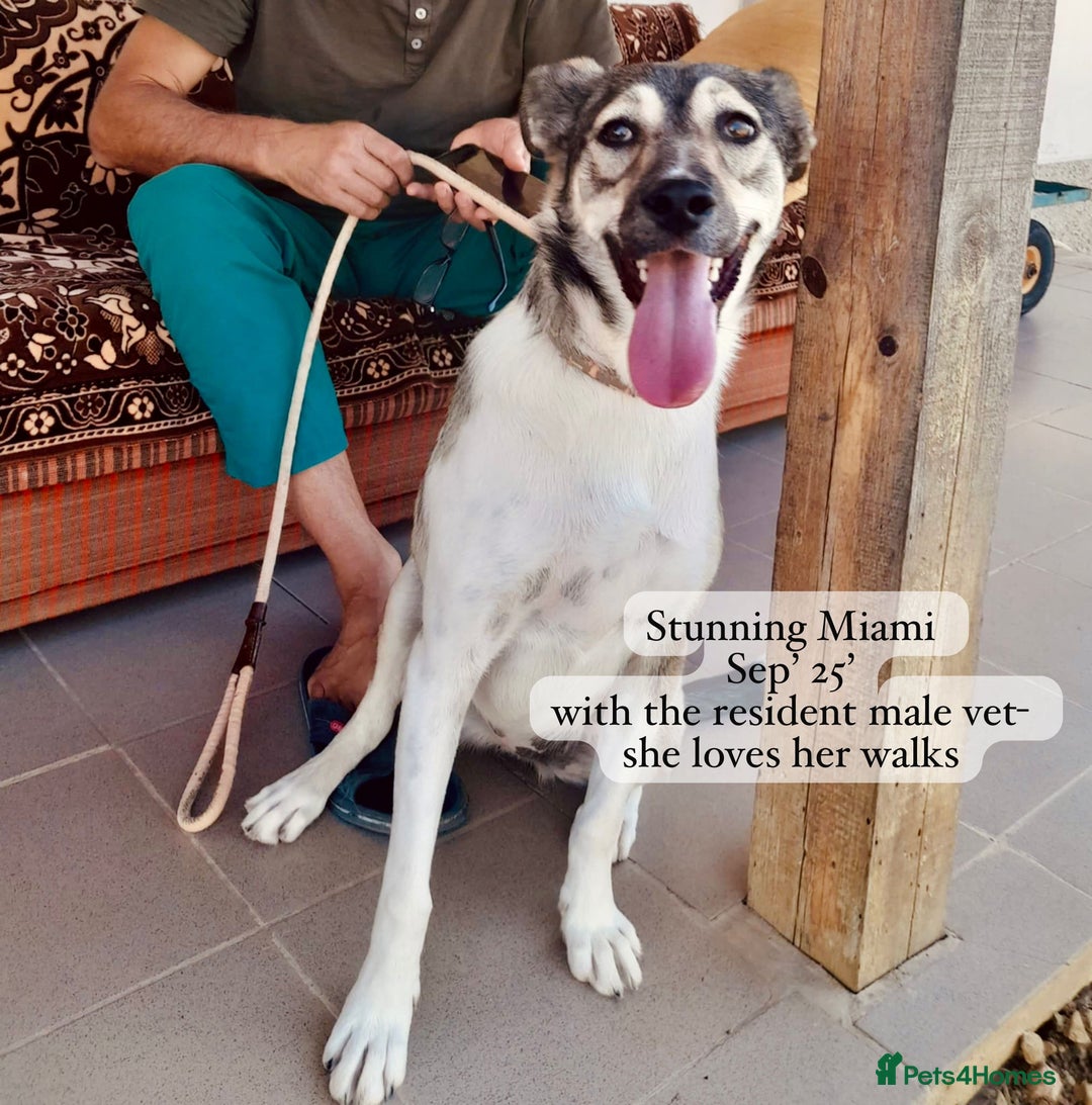 Mixed Breed dogs for adoption: Miami, 1 yr approx. Available for adoption. - Image 4