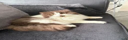 British Longhair cats for stud: Chocolate & White Bicolour British Longhair Stud - Advert 4