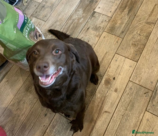 Labrador Retriever dogs Female chocolate lab 5 years old  - Advert 1