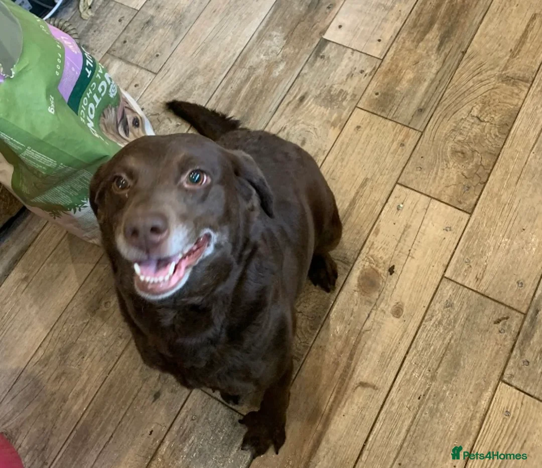 Labrador Retriever dogs for sale: Female chocolate lab 5 years old  in Sheffield - Advert 1