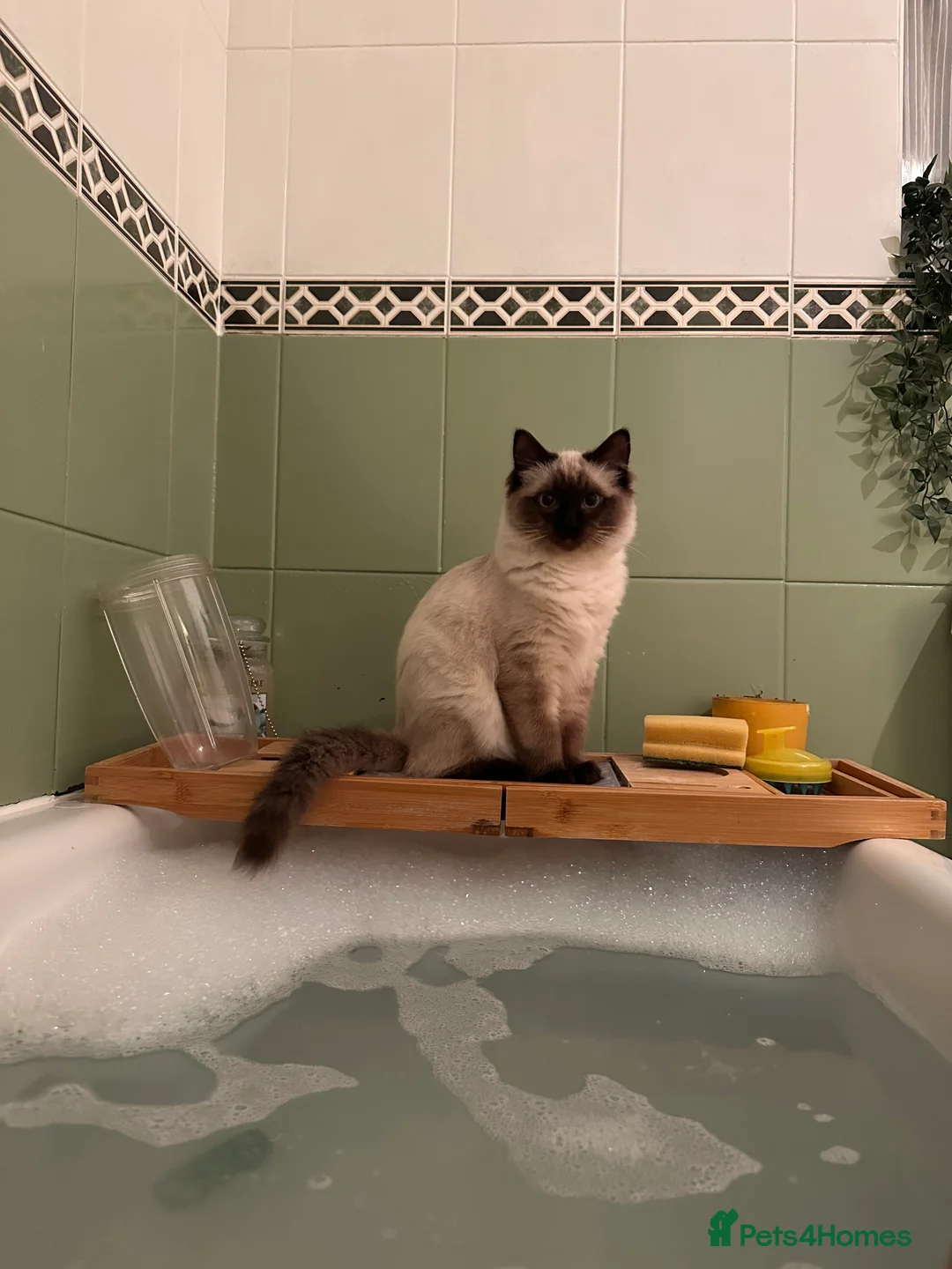 Ragdoll cats for sale: Ragdoll male.  in Sheffield - Advert 4