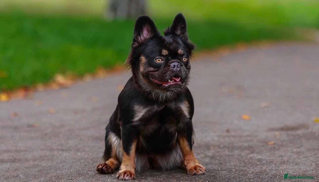 French Bulldog dogs Beautiful male puppy looking for forever home  - Advert 1