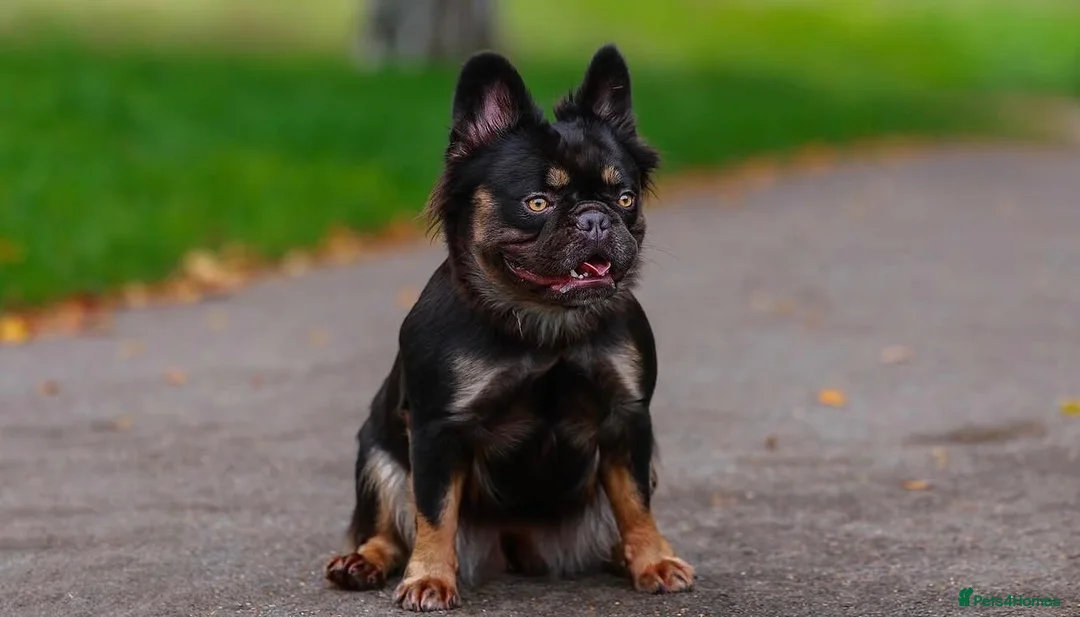 French Bulldog dogs for sale: Beautiful male puppy looking for forever home  - Advert 1