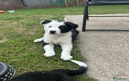 Border Collie dogs for sale: 2 working collie pups left both girls  - Image 3