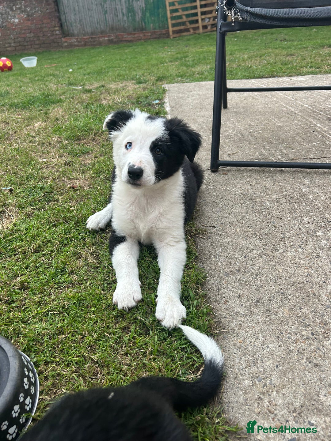 Border Collie dogs for sale: 2 working collie pups left both girls  - Image 3