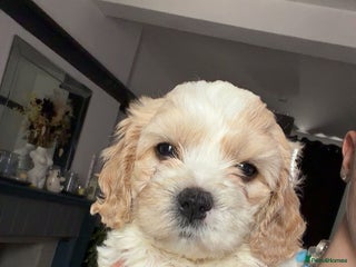 Cavachon dogs - Advert 1