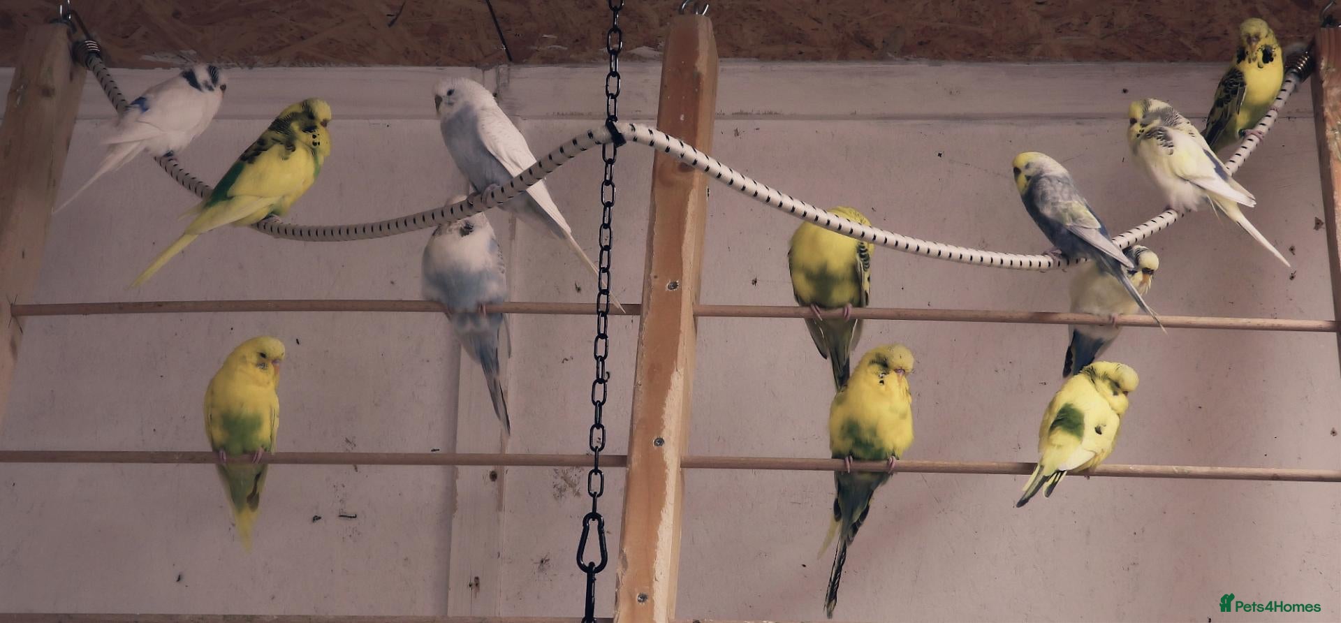 Budgerigars birds New Stock Budgies - Advert 16
