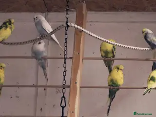 Budgerigars birds New Stock Budgies - Advert 16