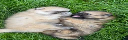 Pomeranian dogs for sale: Beautiful & Chunky Pomeranian puppy's for sale - Advert 8