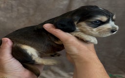 Cocker Spaniel dogs for sale: Tri coloured, strong, Cocker Spaniel Puppies  - Image 2