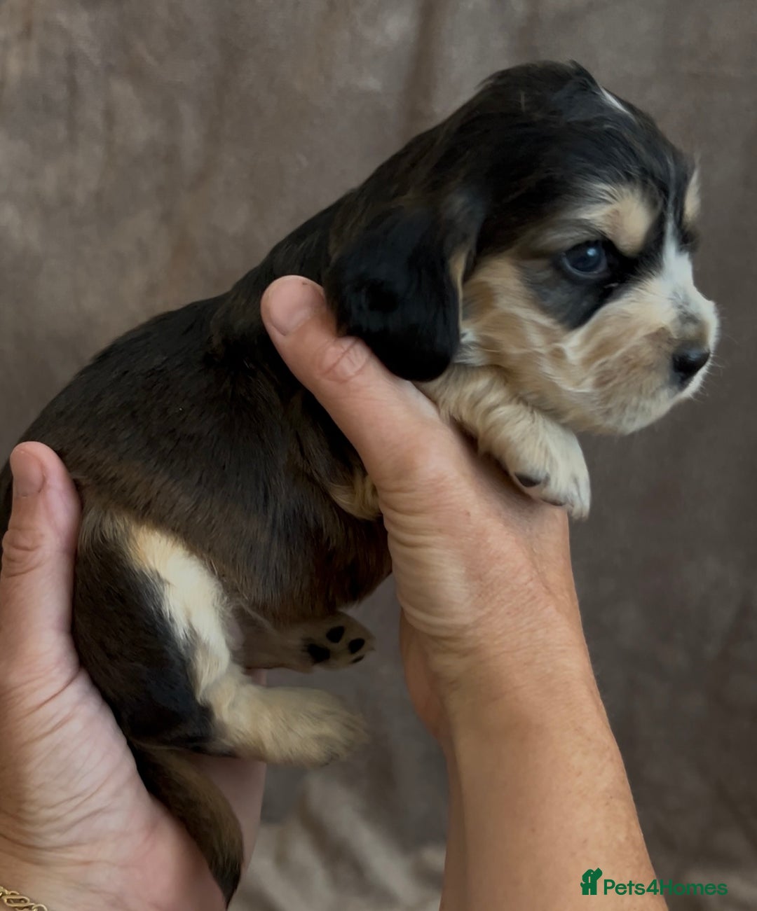 Cocker Spaniel dogs for sale: Tri coloured, strong, Cocker Spaniel Puppies  - Image 2