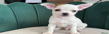 Chihuahua (Snowy)