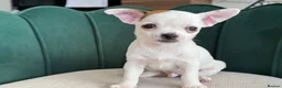 Chihuahua dogs for sale: Adorable Chihuahua Puppies - Advert 9