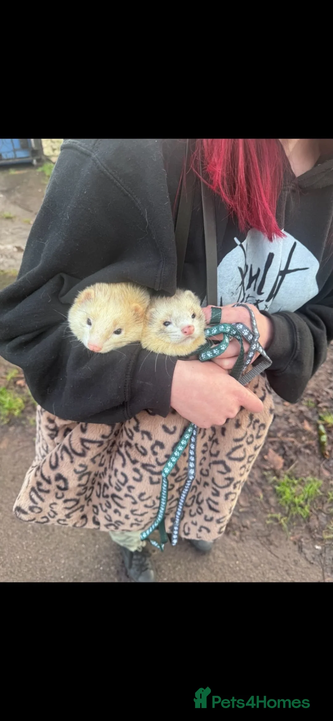 Ferret rodents for sale: Ferrets  in Newport - Advert 2