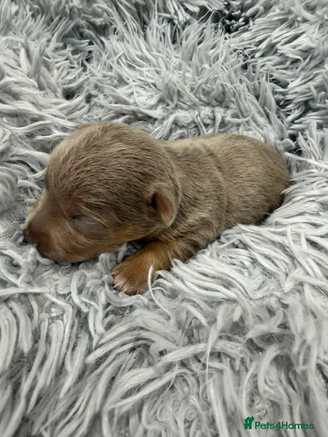 Jack Russell dogs for sale: Jack Russell Puppies - 6 Available 3 girls 3 boys - Advert 5