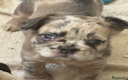 French Bulldog dogs for sale: Fluffy frenchies  - Image 1