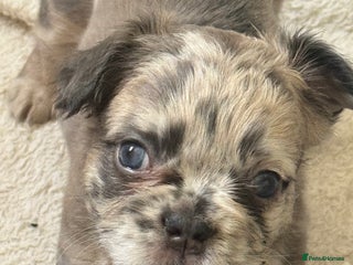 French Bulldog dogs - Advert 16