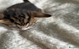 Domestic Shorthair cats for sale: Domestic beautiful kittens  - Image 11