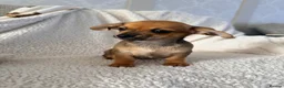 Chiweenie dogs for sale: Beautiful chiweenies ready for loving homes.   - Advert 3