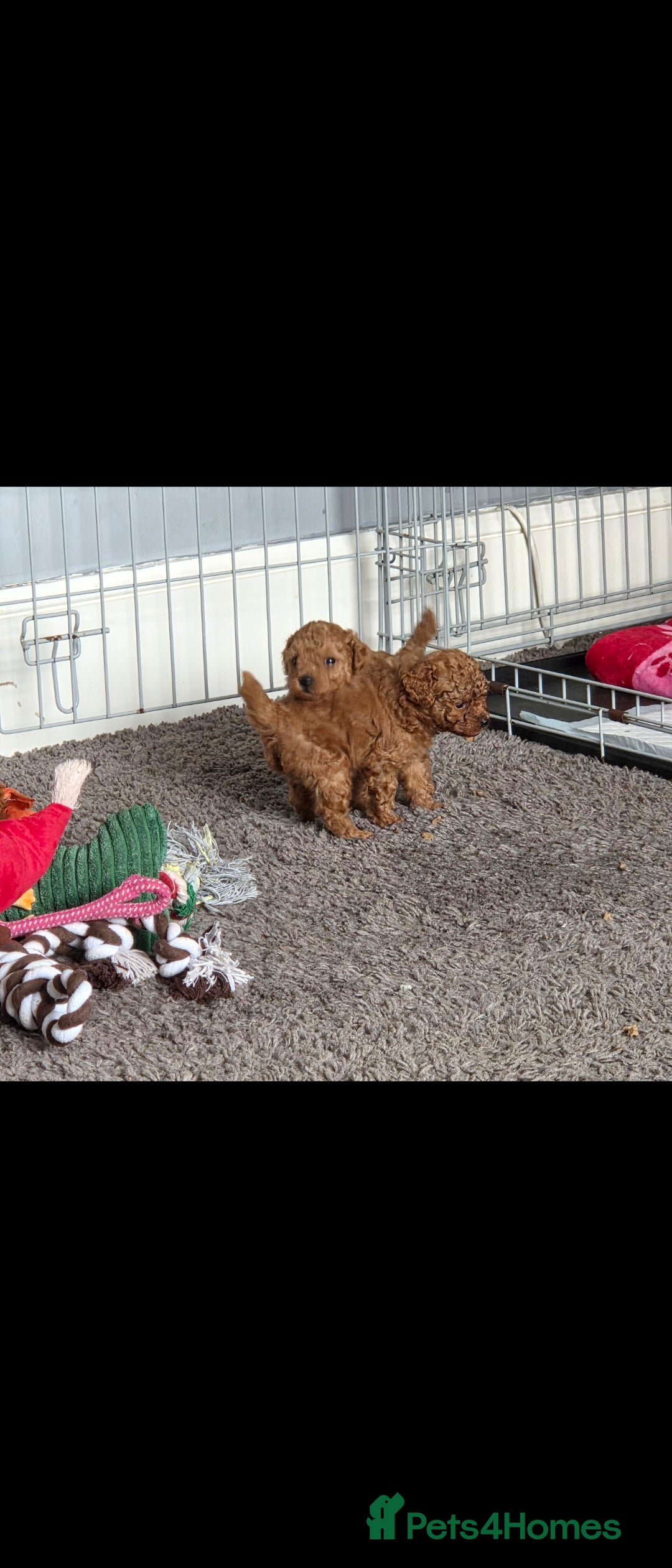Maltipoo dogs Adorable Male and Female Maltipoo Puppies  - Advert 2