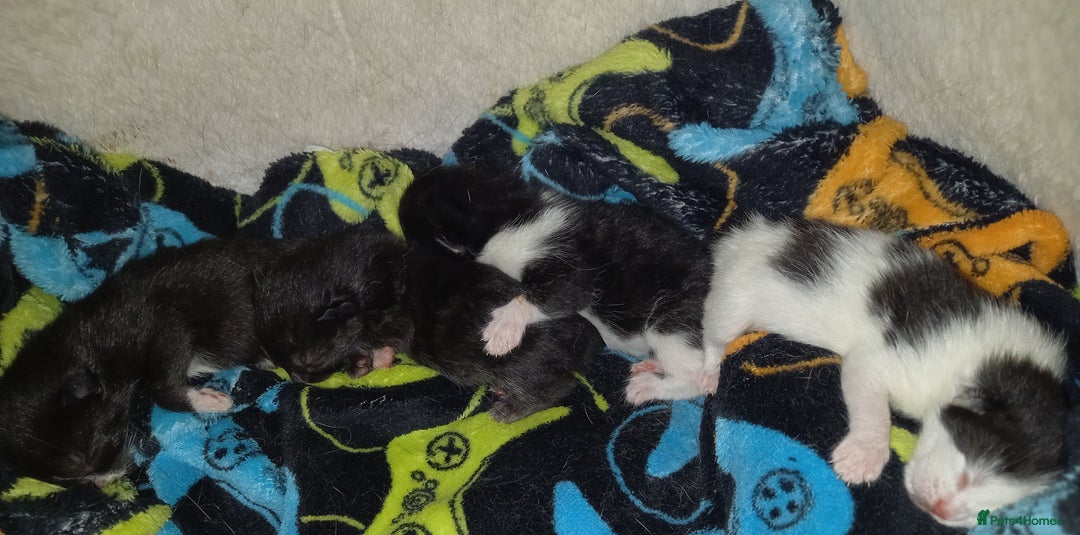 Mixed Breed cats for sale: 4 Beautiful Kittens - Image 2