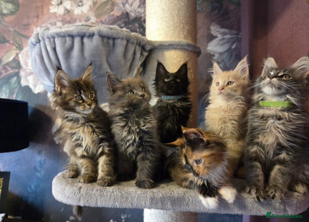 Maine Coon cats Tica, Health Checked Maine Coon kittens - Advert 1