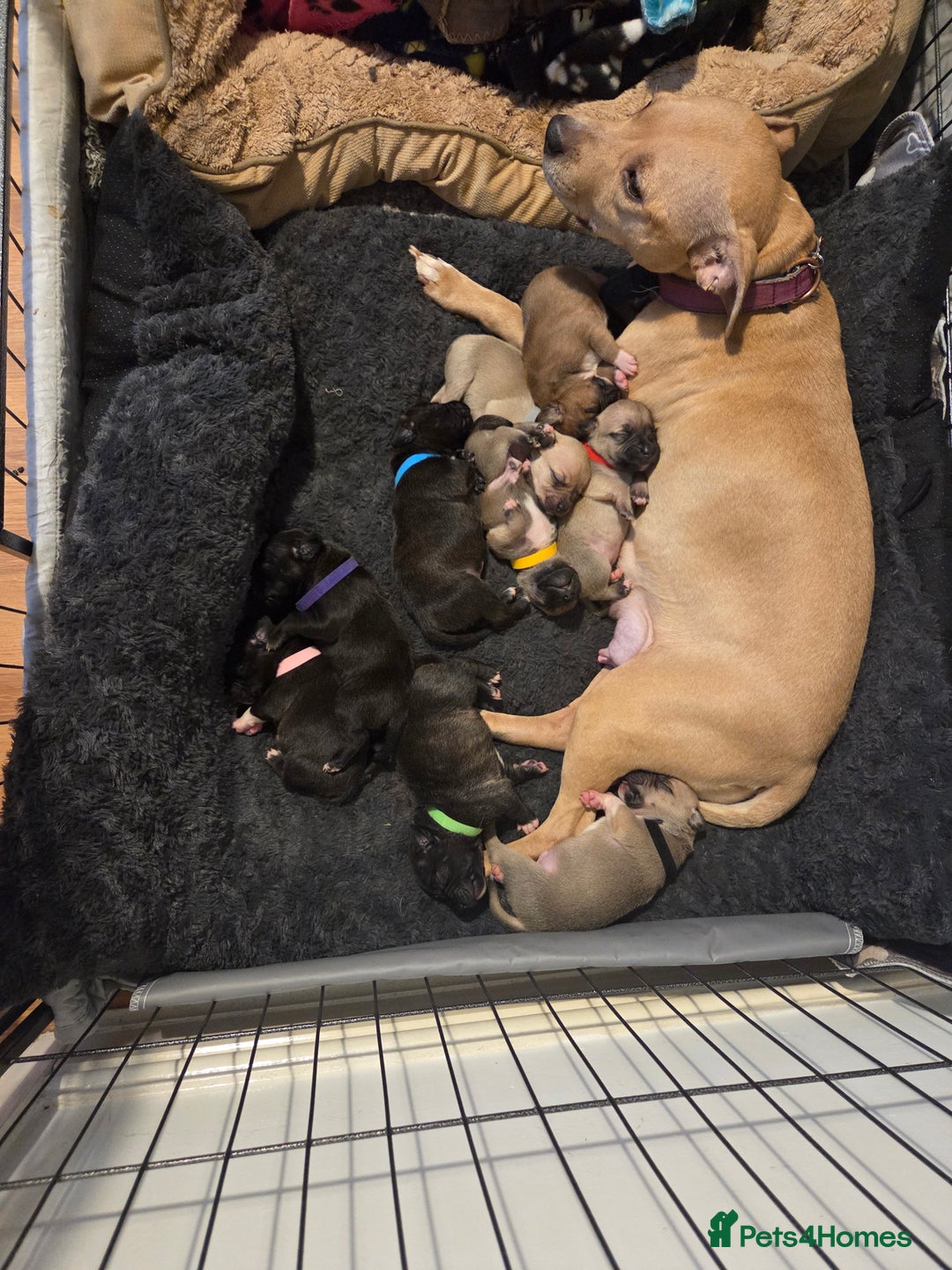 Staffordshire Bull Terrier dogs for sale: Beautiful litter of 9 Staffs  - Image 2