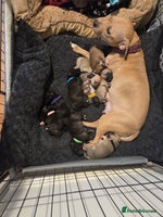 Staffordshire Bull Terrier dogs - Advert 1