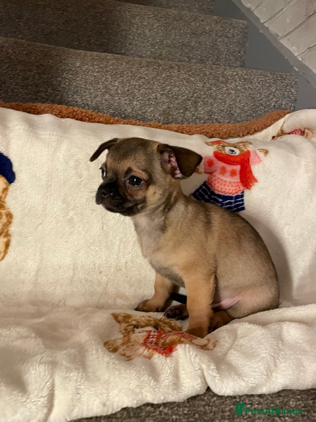 Chihuahua dogs for sale: Chihuahua Puppies Ready Now  - Advert 13