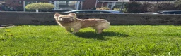 French Bulldog dogs for sale: Exotic French bulldog puppies/Health Tested Parent in Stoke-on-Trent - Advert 17
