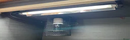 Snake reptiles for sale: Albino Hognose Snake - Advert 13